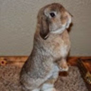 Meet your Posher, Shelby